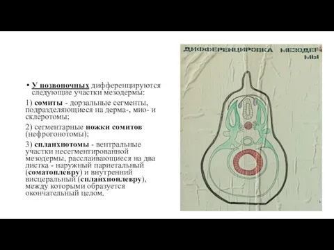 У позвоночных дифференцируются следующие участки мезодермы: 1) сомиты - дорзальные сегменты, подразделяющиеся