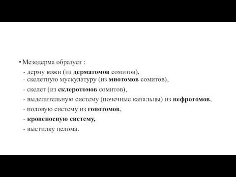 Мезодерма образует : - дерму кожи (из дерматомов сомитов), - скелетную мускулатуру