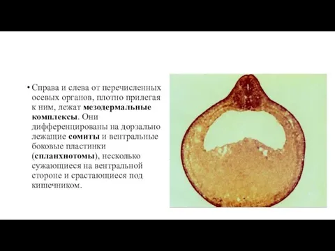 Справа и слева от перечисленных осевых органов, плотно прилегая к ним, лежат