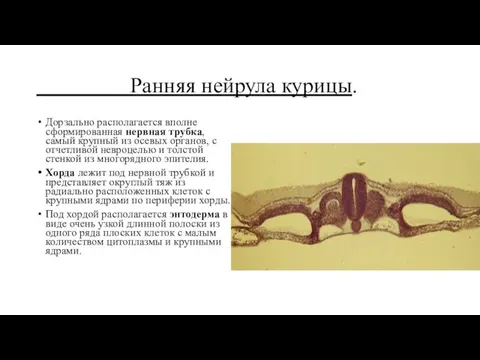 Ранняя нейрула курицы. Дорзально располагается вполне сформированная нервная трубка, самый крупный из