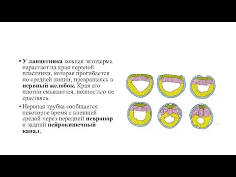 У ланцетника кожная эктодерма нарастает на края нервной пластинки, которая прогибается по