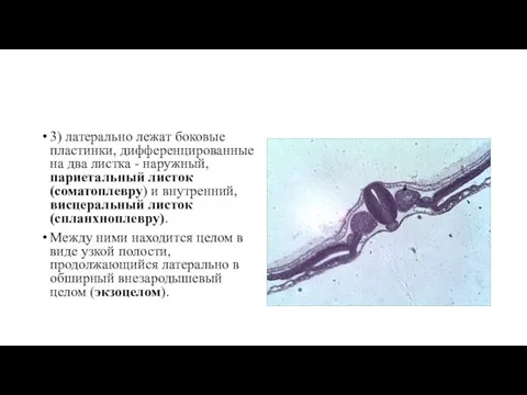 3) латерально лежат боковые пластинки, дифференцированные на два листка - наружный, париетальный