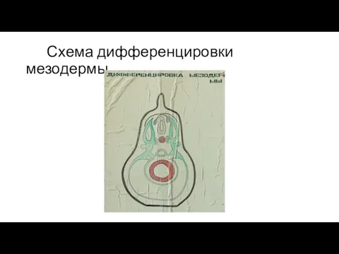 Схема дифференцировки мезодермы