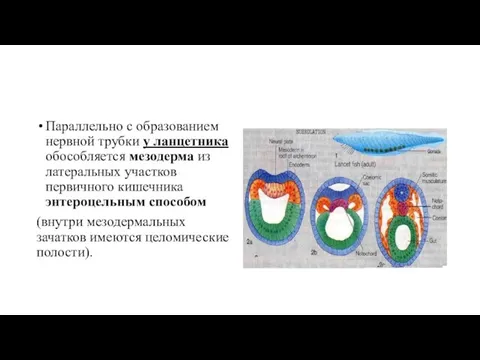 Параллельно с образованием нервной трубки у ланцетника обособляется мезодерма из латеральных участков