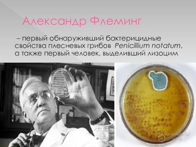 Александр Флеминг – первый обнаруживший бактерицидные свойства плесневых грибов Penicillium notatum, а