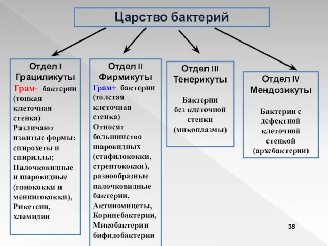 Царство бактерий Отдел I Грациликуты Грам- бактерии (тонкая клеточная стенка) Различают извитые