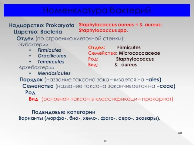 Надцарство: Prokaryota Царство: Bacteria Отдел (по строению клеточной стенки): Эубактерии Firmicutes Gracilicutes