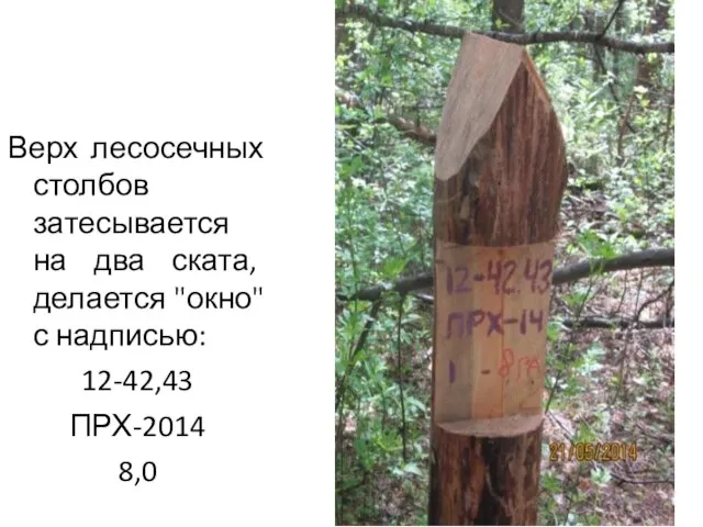 Верх лесосечных столбов затесывается на два ската, делается "окно" с надписью: 12-42,43 ПРХ-2014 8,0