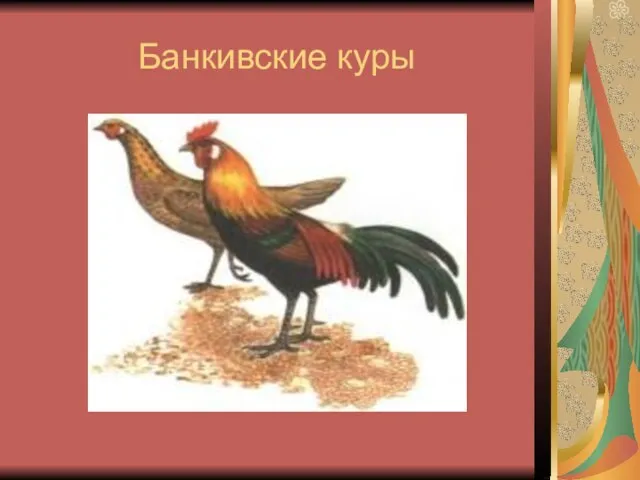 Банкивские куры