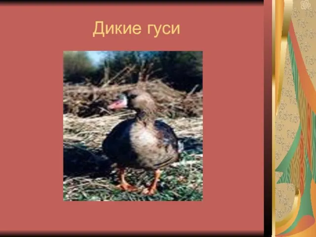 Дикие гуси