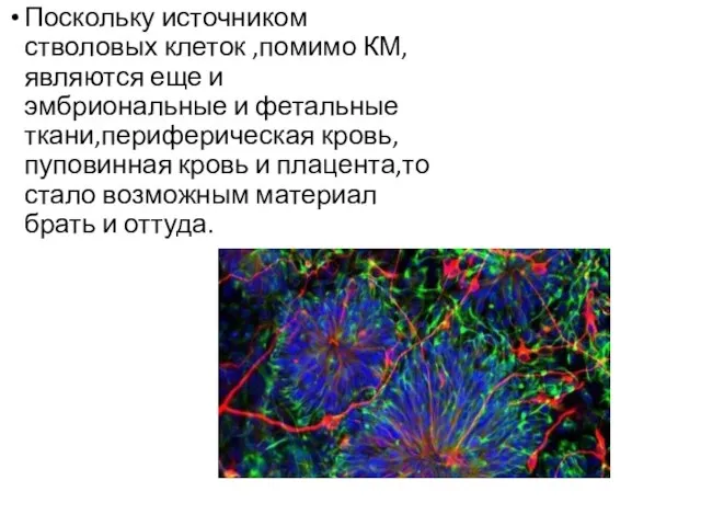 Поскольку источником стволовых клеток ,помимо КМ,являются еще и эмбриональные и фетальные ткани,периферическая