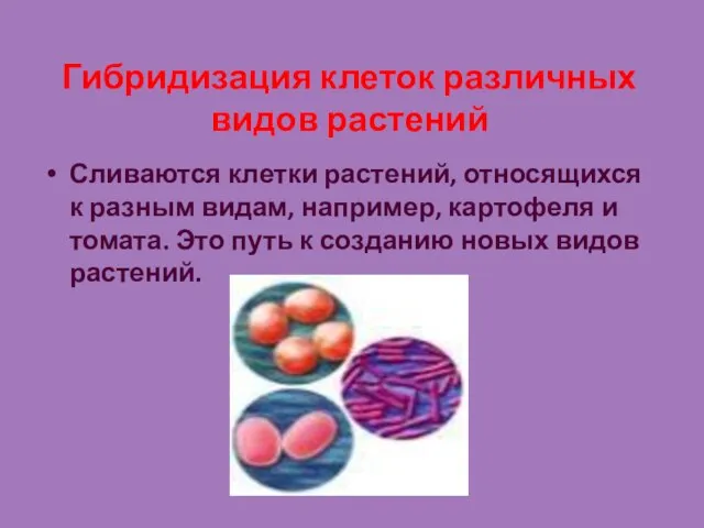 Гибридизация клеток различных видов растений Сливаются клетки растений, относящихся к разным видам,