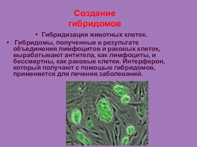 Создание гибридомов Гибридизация животных клеток. Гибридомы, полученные в результате объединения лимфоцитов и