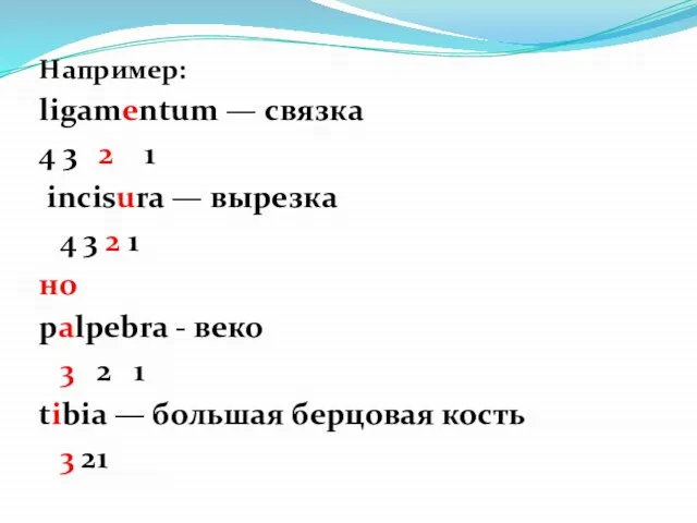 Например: ligamentum — связка 4 3 2 1 incisura — вырезка 4