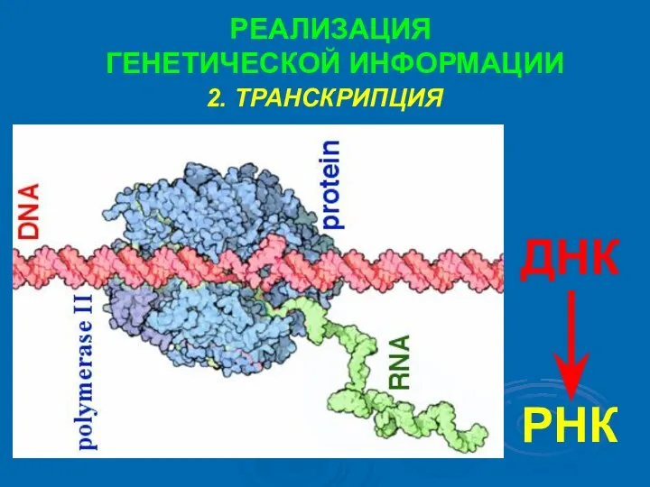 2. ТРАНСКРИПЦИЯ РЕАЛИЗАЦИЯ ГЕНЕТИЧЕСКОЙ ИНФОРМАЦИИ ДНК РНК