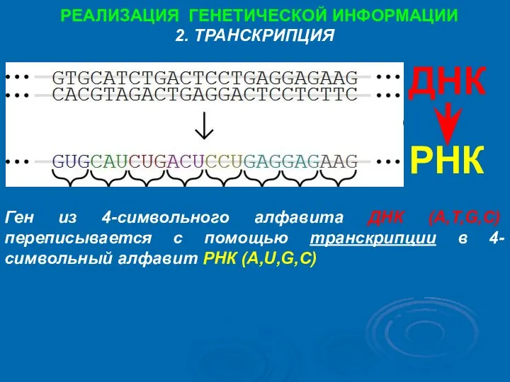ДНК РНК Ген из 4-символьного алфавита ДНК (A,T,G,C) переписывается с помощью транскрипции