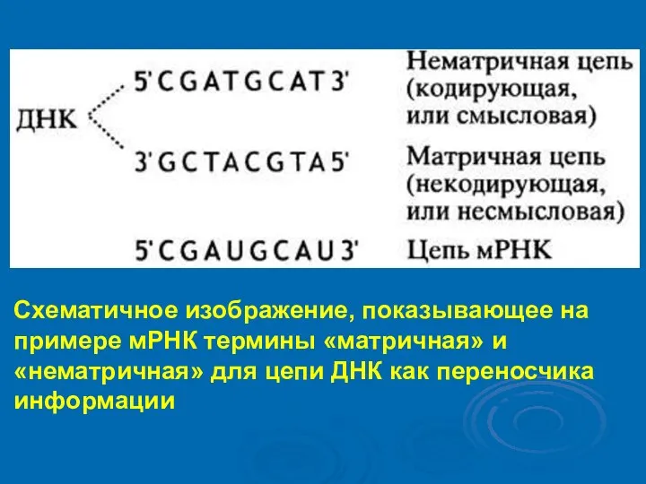 Схематичное изображение, показывающее на примере мРНК термины «матричная» и «нематричная» для цепи ДНК как переносчика информации