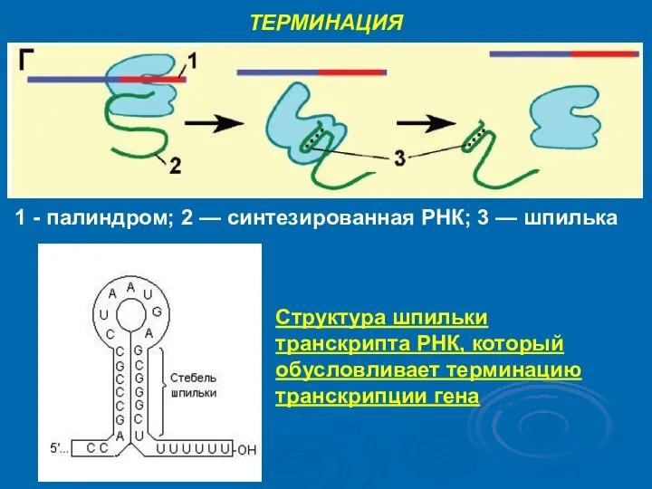ТЕРМИНАЦИЯ 1 - палиндром; 2 — синтезированная РНК; 3 — шпилька Структура