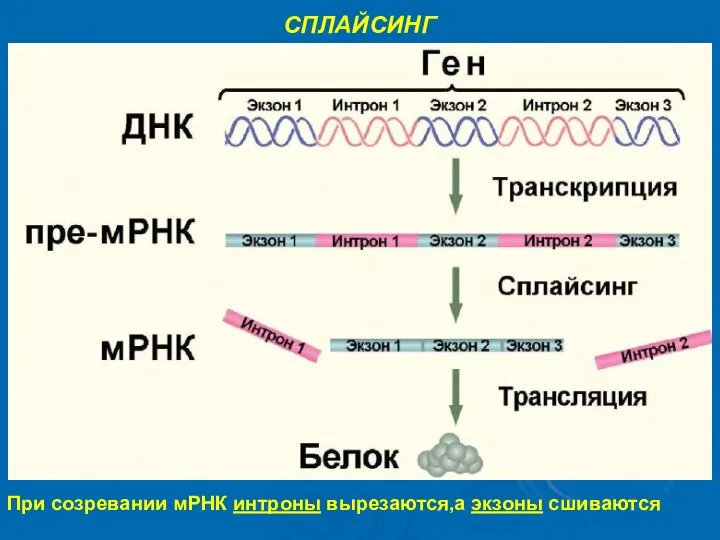 СПЛАЙСИНГ При созревании мРНК интроны вырезаются,а экзоны сшиваются