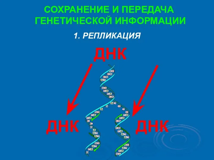 1. РЕПЛИКАЦИЯ СОХРАНЕНИЕ И ПЕРЕДАЧА ГЕНЕТИЧЕСКОЙ ИНФОРМАЦИИ ДНК ДНК ДНК