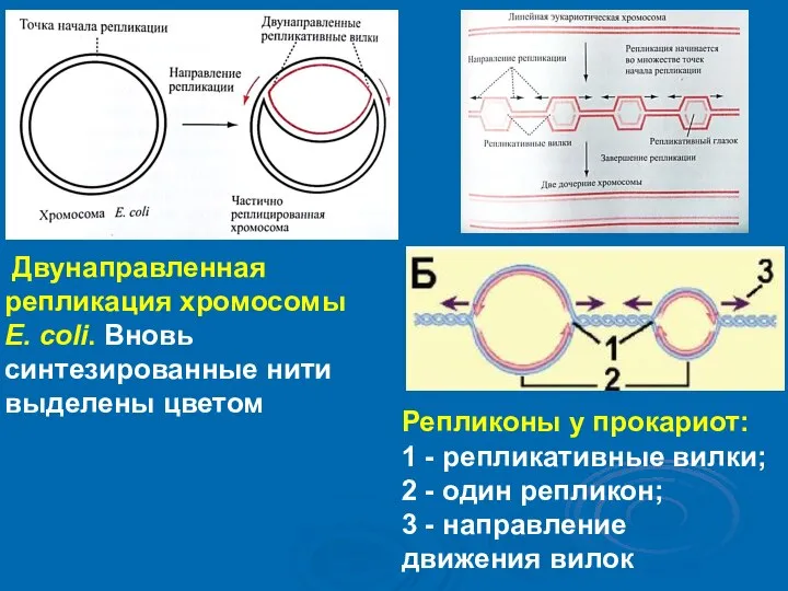 Двунаправленная репликация хромосомы Е. coli. Вновь синтезированные нити выделены цветом Репликоны у