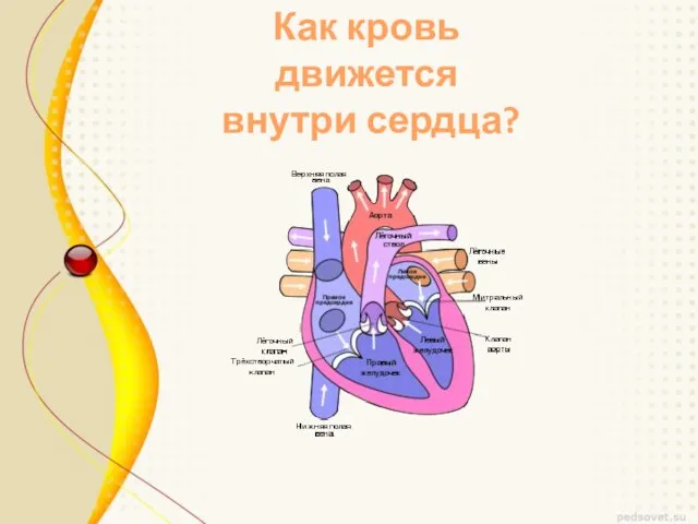 Как кровь движется внутри сердца?