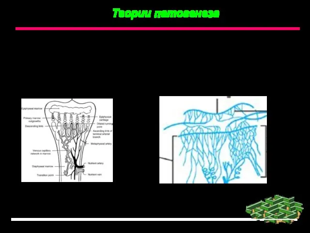 Теории патогенеза 1. Сосудисто – эмболическая теория E. Lexer (1884), Боброва А.А.