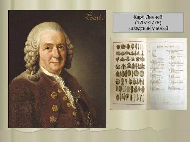 Карл Линней (1707-1778) шведский ученый