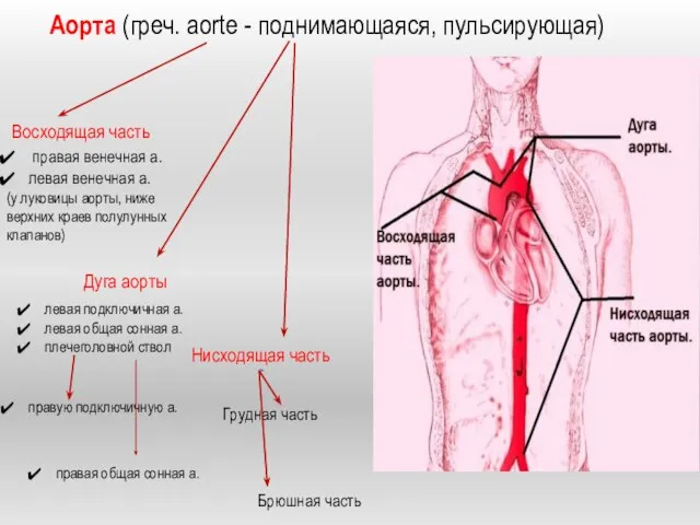 Аорта (греч. aorte - поднимающаяся, пульсирующая) Восходящая часть Дуга аорты Нисходящая часть