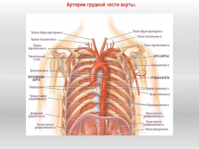 Артерии грудной части аорты.