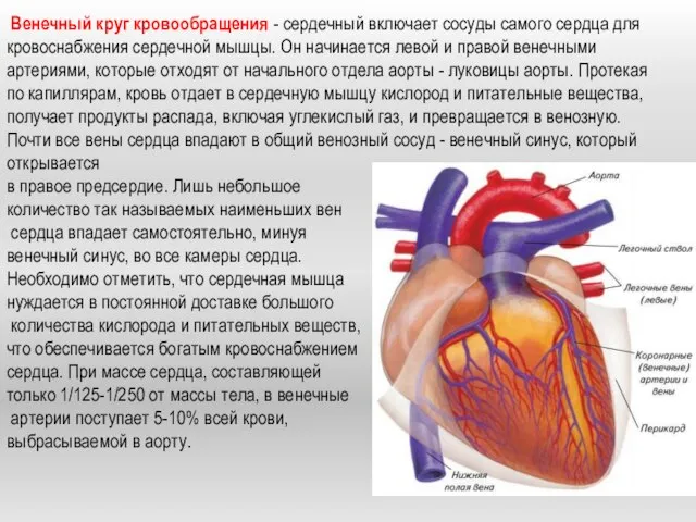 Венечный круг кровообращения - сердечный включает сосуды самого сердца для кровоснабжения сердечной