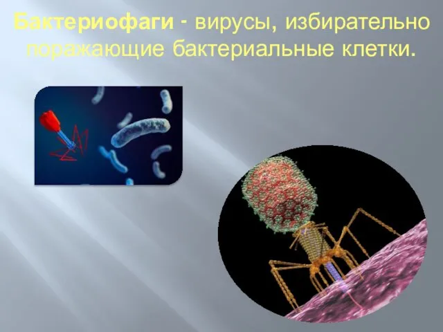 Бактериофаги - вирусы, избирательно поражающие бактериальные клетки.
