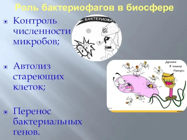 Роль бактериофагов в биосфере Контроль численности микробов; Автолиз стареющих клеток; Перенос бактериальных генов.