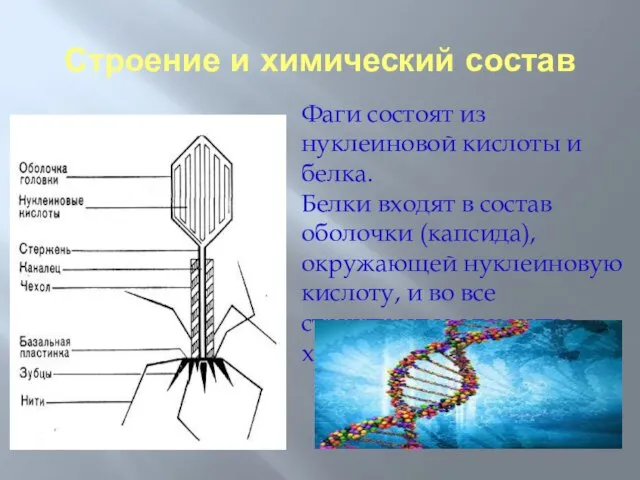 Строение и химический состав Фаги состоят из нуклеиновой кислоты и белка. Белки