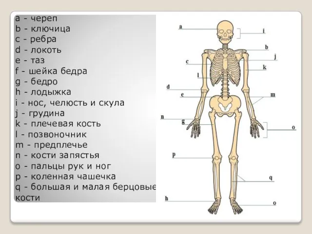 а - череп b - ключица с - ребра d - локоть