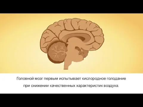 Головной мозг первым испытывает кислородное голодание при снижении качественных характеристик воздуха.