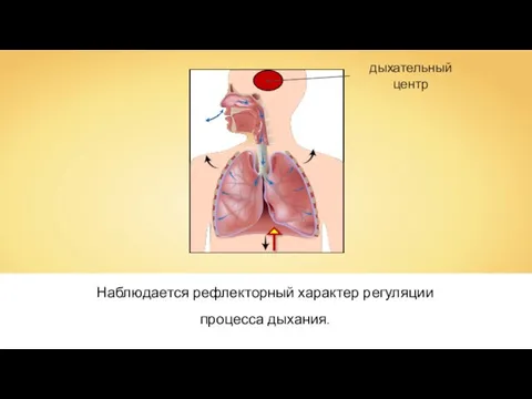 Наблюдается рефлекторный характер регуляции процесса дыхания.