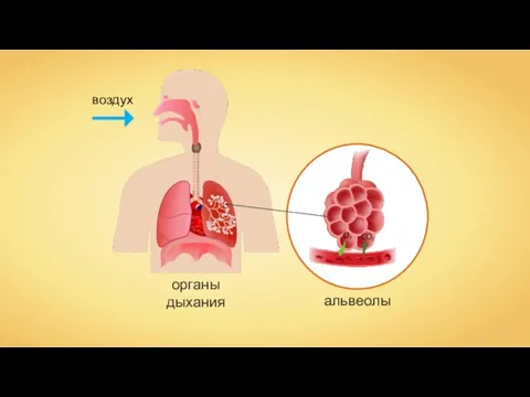 органы дыхания альвеолы воздух