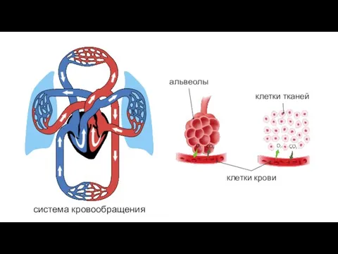 система кровообращения альвеолы клетки крови
