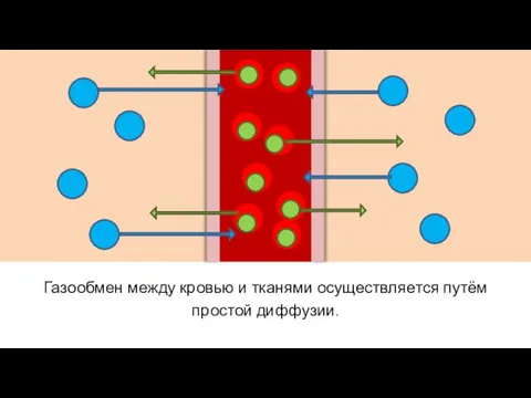 Газообмен между кровью и тканями осуществляется путём простой диффузии.