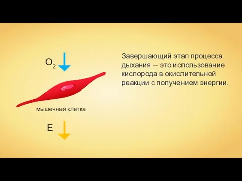 Завершающий этап процесса дыхания — это использование кислорода в окислительной реакции с получением энергии. О2 Е