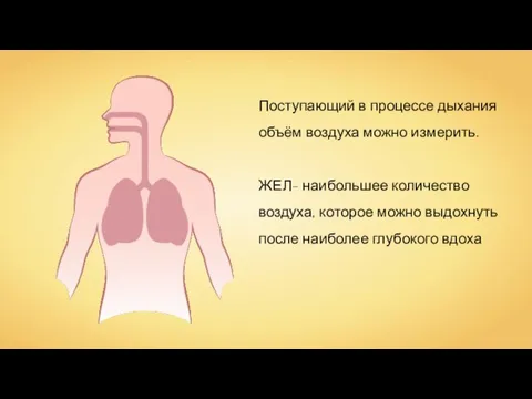 Поступающий в процессе дыхания объём воздуха можно измерить. ЖЕЛ- наибольшее количество воздуха,