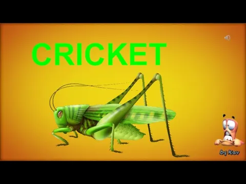 CRICKET