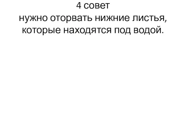 4 совет нужно оторвать нижние листья, которые находятся под водой.