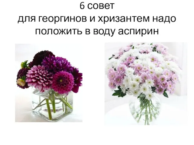 6 совет для георгинов и хризантем надо положить в воду аспирин