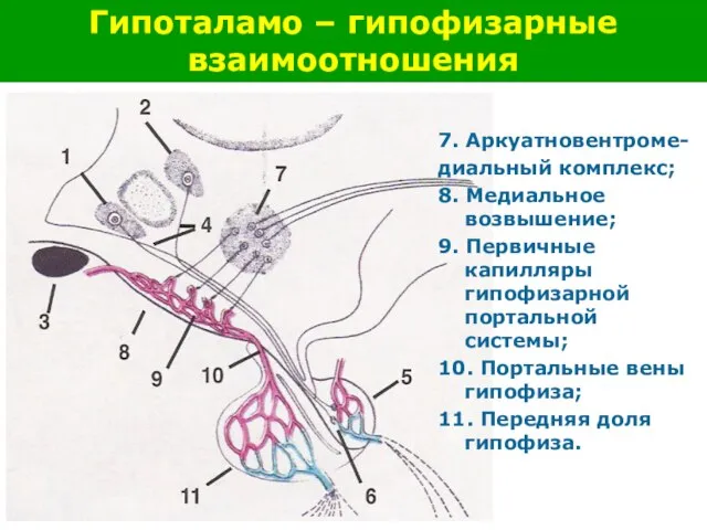 Гипоталамо – гипофизарные взаимоотношения 7. Аркуатновентроме- диальный комплекс; 8. Медиальное возвышение; 9.