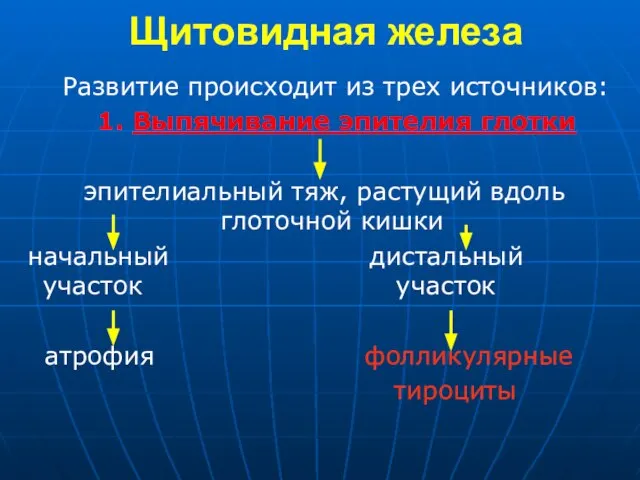 Щитовидная железа Развитие происходит из трех источников: 1. Выпячивание эпителия глотки эпителиальный