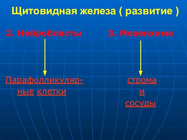 Щитовидная железа ( развитие ) 2. Нейробласты 3. Мезенхима Парафолликуляр- строма ные клетки и сосуды