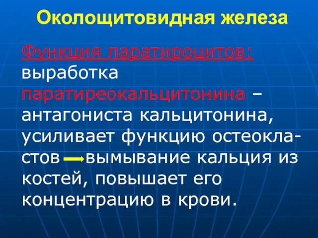 Околощитовидная железа Функция паратироцитов: выработка паратиреокальцитонина – антагониста кальцитонина, усиливает функцию остеокла-стов