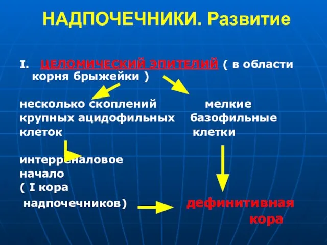 НАДПОЧЕЧНИКИ. Развитие I. ЦЕЛОМИЧЕСКИЙ ЭПИТЕЛИЙ ( в области корня брыжейки ) несколько